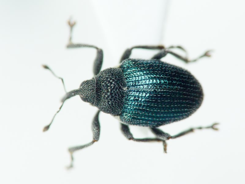 Ceutorhynchinae Gistel, 1848